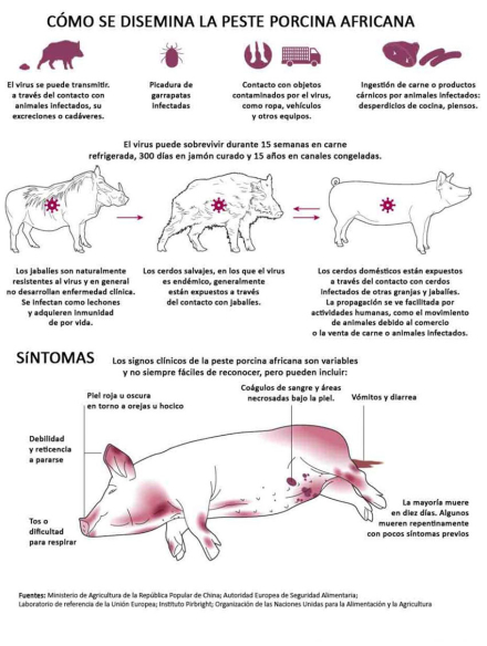 chanchos.jpg