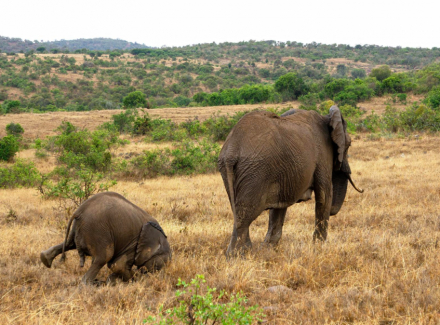 elefante en Namibia.jpg