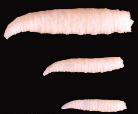 larvas.jpg