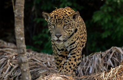 Buscan sacar al yaguareté de la lista de especies en riesgo de extinción en el Chaco