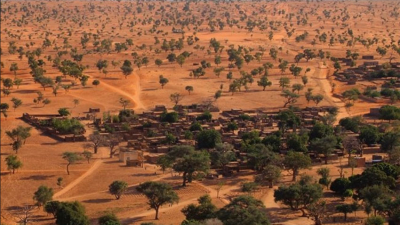 Hallan una reserva de árboles en pleno desierto del Sahara