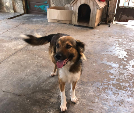 perro5.jpg
