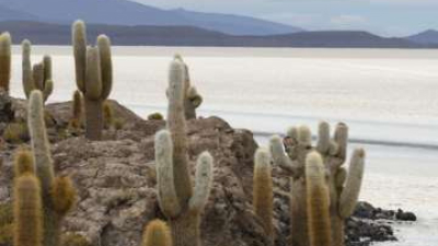 Un ciclista de La Rioja cayó sobre una plantación de cactus y las fotos fueron furor en las redes