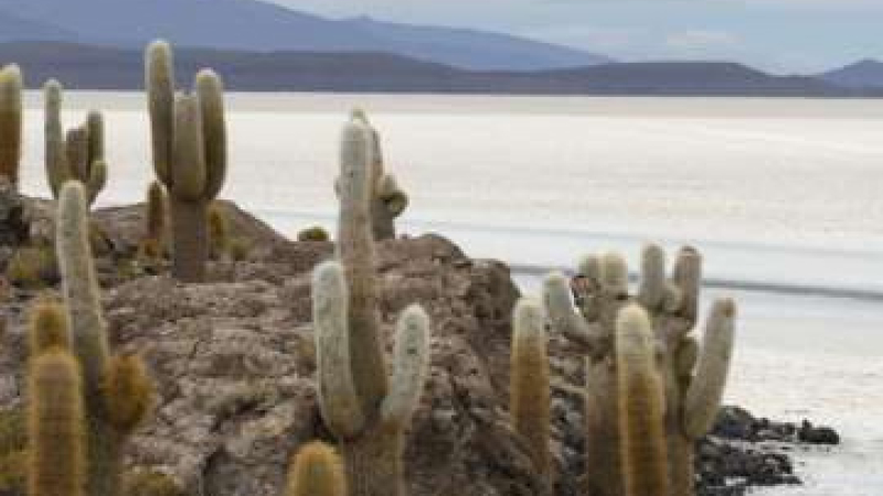 Un ciclista de La Rioja cayó sobre una plantación de cactus y las fotos fueron furor en las redes
