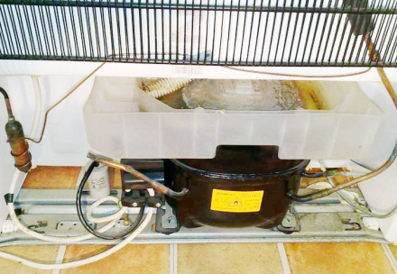 aedes.jpg