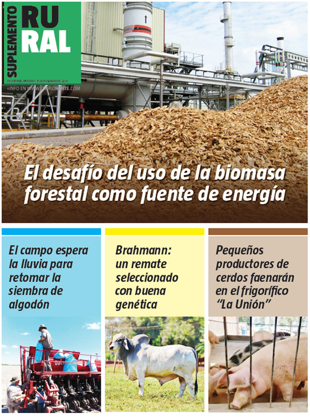 El desafío del uso de la biomasa forestal como fuente de energía