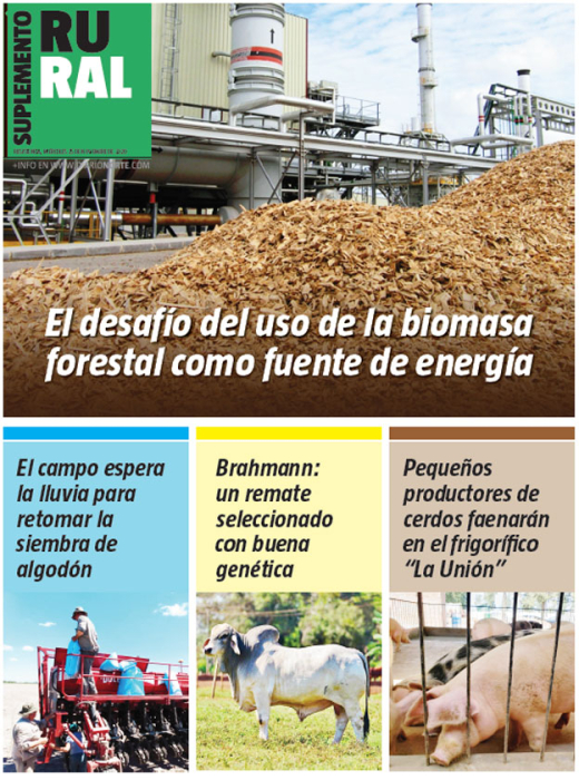 El desafío del uso de la biomasa forestal como fuente de energía