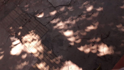 El extraño efecto que produjo el eclipse en la sombra de los árboles y pocos apreciaron