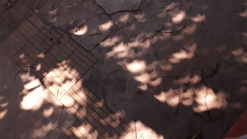 El extraño efecto que produjo el eclipse en la sombra de los árboles y pocos apreciaron