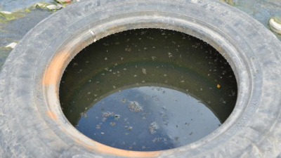 Urgente: Instan a eliminar criaderos para prevenir el avance del mosquito