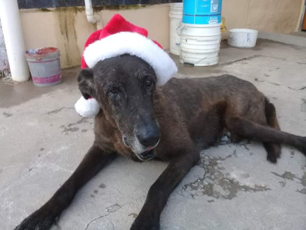 perro navidad 2.jpg