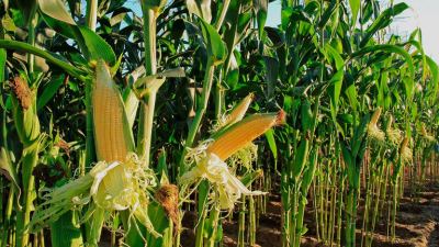El Gobierno suspendió las exportaciones de maíz: sorpresa e incertidumbre entre los productores