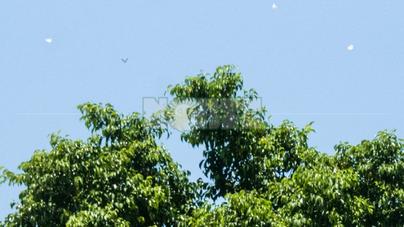 Pirpintos sobre nuestro cielo: ¿a qué se debe su presencia?