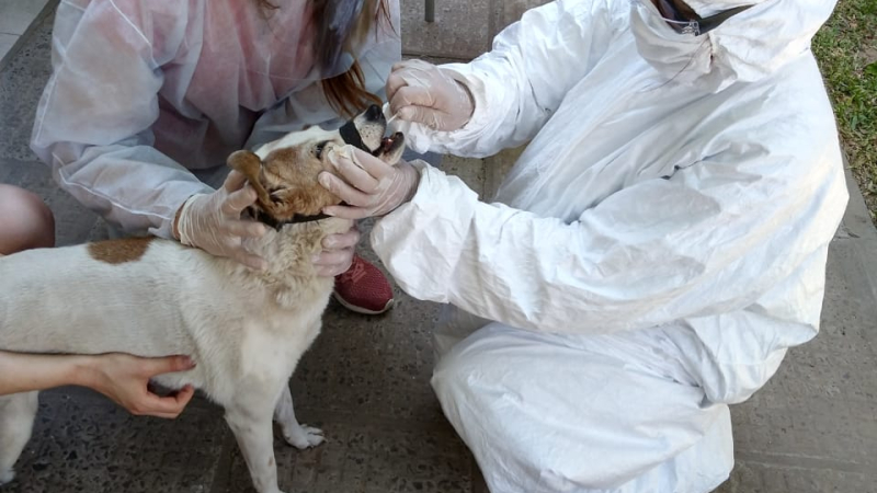 Continúa la búsqueda de perros y gatos con coronavirus
