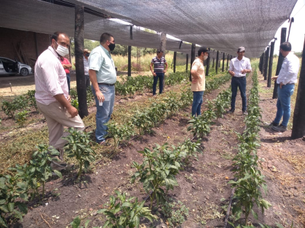produccion frutihorticola 2.jfif
