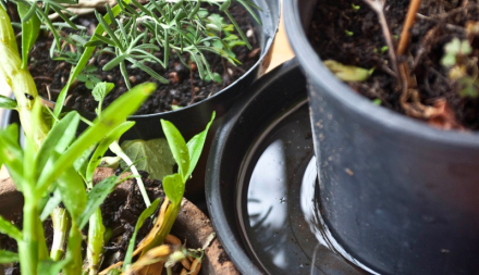 planta.jpg