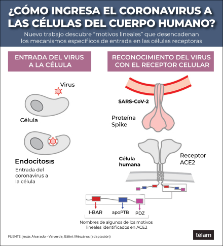 covid celulas RGB.jpg
