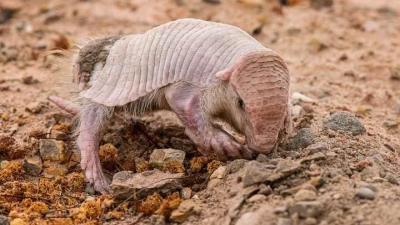 Bolivia: hallaron un ‘culotapado’, uno de los 10 mamíferos más raros del mundo