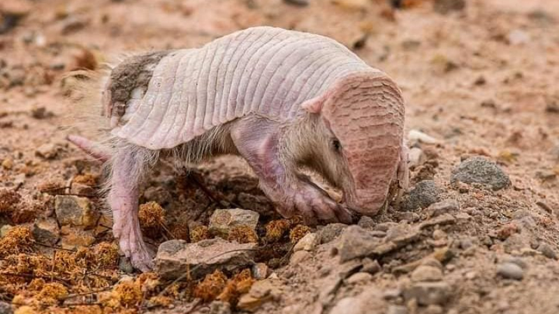 Bolivia: hallaron un ‘culotapado’, uno de los 10 mamíferos más raros del mundo