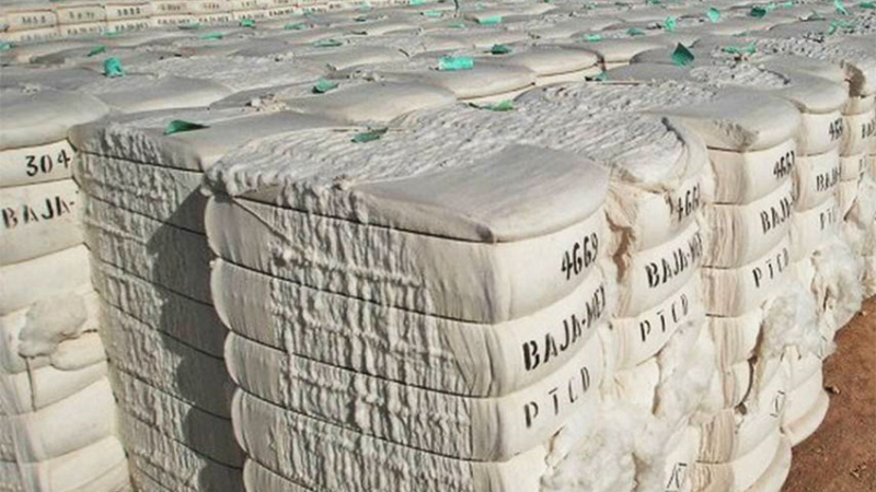 La recuperación del precio del algodón abre expectativas