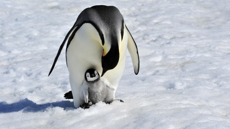 Iceberg gigante: investigarán con robots planeadores su impacto en la isla de los pingüinos
