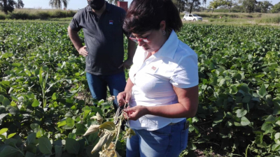 Alerta soja: aparición excepcional del picudo de la soja