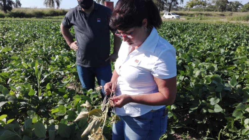 Alerta soja: aparición excepcional del picudo de la soja