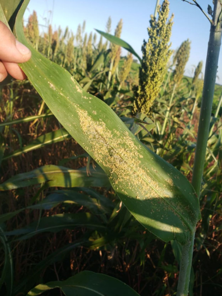 pulgon-sorgo.jpg