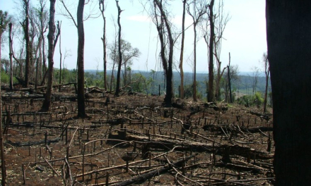 deforestación tropical1.jpg