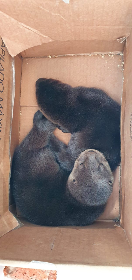 nutria 2.jpeg
