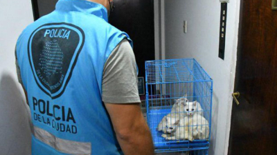 Hallaron siete gatos muertos en una heladera y 17 vivos en un departamento