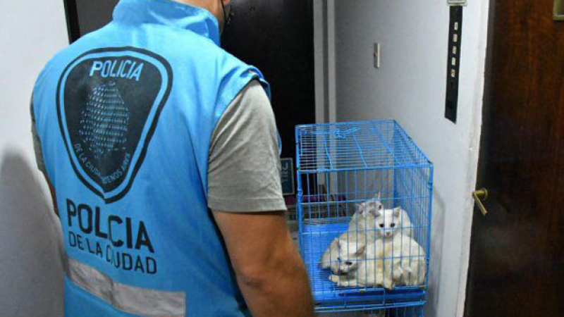 Hallaron siete gatos muertos en una heladera y 17 vivos en un departamento