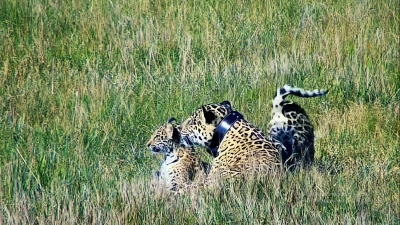 Corrientes: una nueva familia de yaguaretés silvestres vive libre en el Parque Iberá