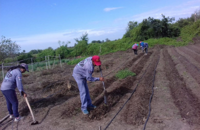 Las huertas comunitarias iniciaron la siembra después de meses sin producir