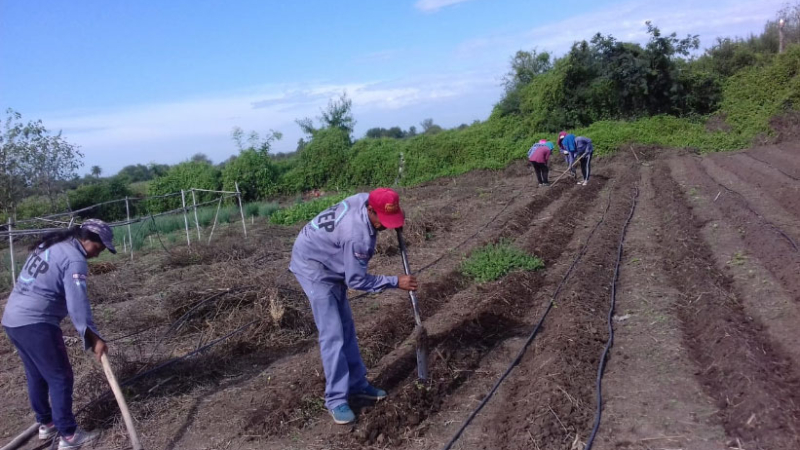 Las huertas comunitarias iniciaron la siembra después de meses sin producir