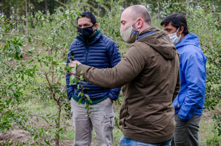 Olivares-en-vivero-forestal.jpg