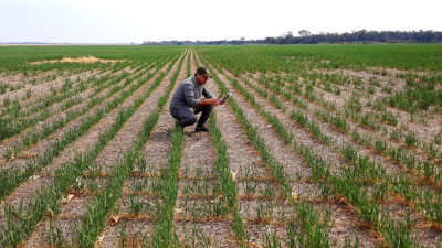 Trigo: se estima una siembra de 140.000 hectáreas