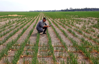 Trigo: se estima una siembra de 140.000 hectáreas