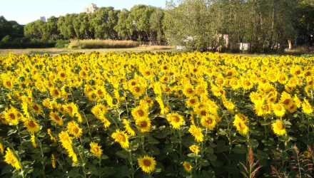 girasol.jpg