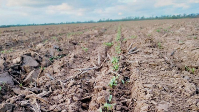 El cilantro, de la cocina a los campos del centro chaqueño