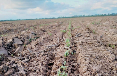 El cilantro, de la cocina a los campos del centro chaqueño