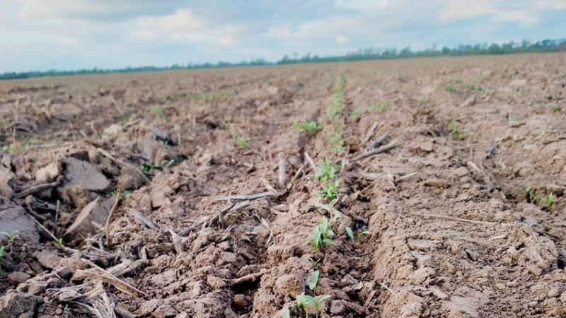 El cilantro, de la cocina a los campos del centro chaqueño