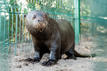 nutria4.jpg