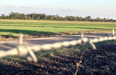 La visión joven ante el nuevo escenario agropecuario en el norte argentino