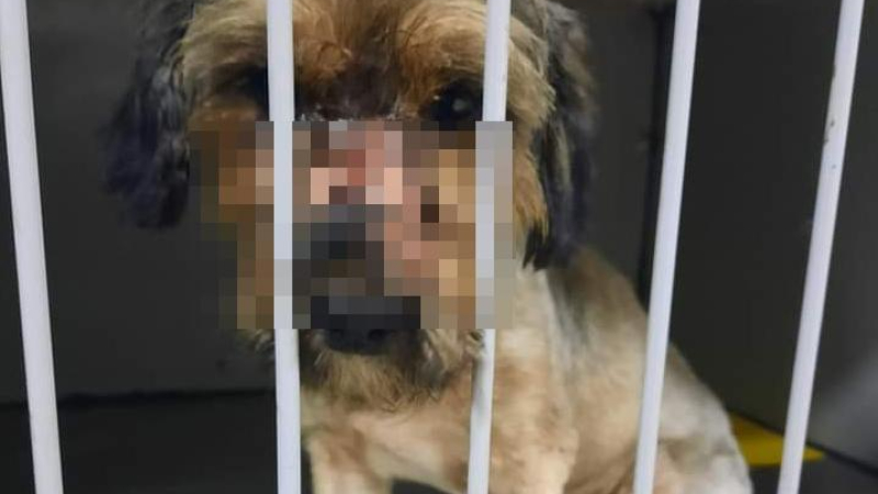 La violencia animal llegó a un extremo con esta perrita