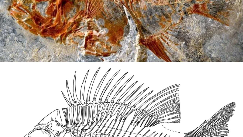 Hallan en México nueva especie de pez que vivió en la época de los dinosaurios 