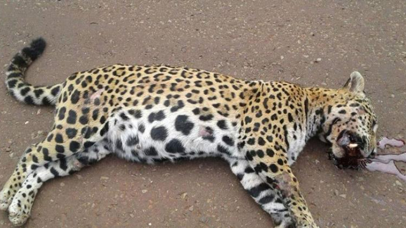 Más de cinco mil animales silvestres mueren atropellados en las rutas velocidad
