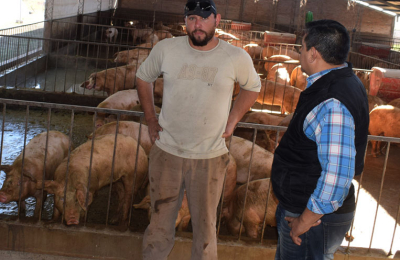 Pollos y cerdos, cadenas que dinamizan las economías regionales