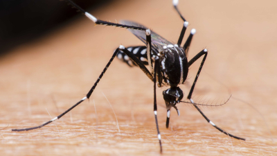 Aumentan los casos de dengue: llegan a 117 en la provincia
