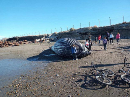 ballena-4jpg.jpg